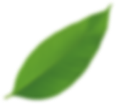 growth-close-up-environmental-lush-natural-copy
