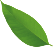 growth-close-up-environmental-lush-natural